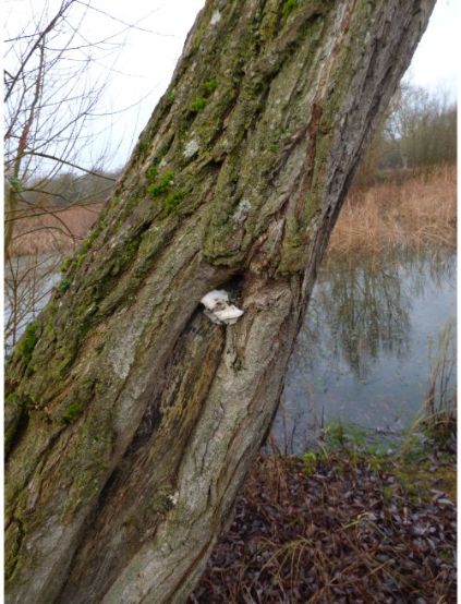 Fruit body (susp. Postia subcaesia) on willow in Basildon, UK.